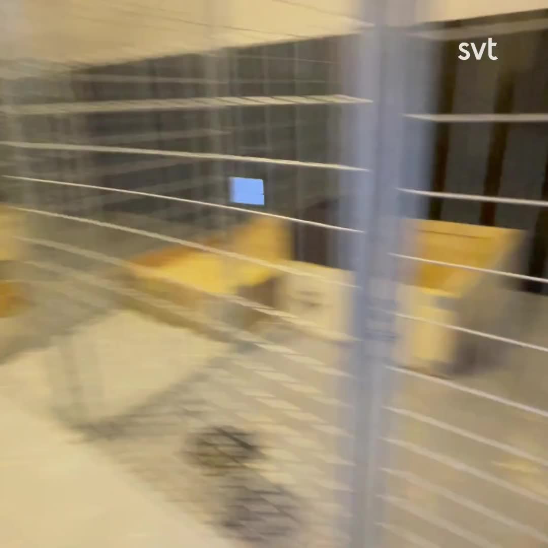 Wilma från Näsåker har skjutit 25 älgar – kan bli årets jägare